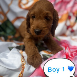 Adopt a dog:Cockerpoo puppies for sale /Cockapoo/Female/Sex: Mixed Litter,I have 6 beautiful F1 cockerpoo pups. 5 boys and 1 girl. Mum is family pet and dad is a miniature poodle stud dog we use. Pups have been reared up around children and other animals. First vaccination,microchipped and vet checked. Second vaccination already paid for.