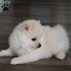 Riley/Pomeranian									Puppy/Male	/8 Weeks,To contact the breeder about this puppy, click on the “View Breeder Info” tab above.
