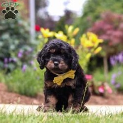 Alex/Cavapoo									Puppy/Male	/7 Weeks,Hi, my name is Alex, and I’m an absolutely adorable Cavapoo puppy with a sweet personality and a heart full of love! I’m a playful and affectionate little pup who loves being around people, exploring my surroundings, and enjoying all the exciting little adventures life has to offer. I have a gentle nature, a happy spirit, and a lovable personality that makes me the perfect companion. With my soft, fluffy coat, precious puppy eyes, and charming Cavapoo qualities, I’m sure to melt the hearts of everyone I meet. I’m excited to find my forever family where I can share endless cuddles, love, and so many wonderful memories!