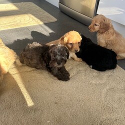Stunning F1B cockapoo pups/Cockapoo/Female/Sex: Mixed Litter,A stunning litter of 5 cockapoo pups now searching for their new home . There is 3 boys and 2 girls . Mum is our family pet cockapoo and she has done brilliantly raising them . Dad was a poodle stud we chose to use and pictured can be seen of him at viewings along with his health check paperwork . Pups will be microchipped before leaving for their new homes with card provided. They have been wormed to date and checked for fleas on a regular basis . They are eating and drinking well also . They are coming from a family home so very familiar with kids and household noises . I have started to introduce the use of puppy pads but still hit and miss at this age . Amy more questions or to arrange a viewing please message .