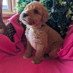 Stunning Red Australian labradoodle puppies/Australian Labradoodle/Female/Sex: Mixed Litter,We are thrilled to announce a gorgeous litter of 6 puppies from our lovely Annie and the well known bandit, Raised right in the heart of our busy home, these pups are being brought up with endless love, socialization, and the best possible start in life.