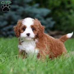 Maverick/Cavapoo									Puppy/Male	/8 Weeks,Meet Maverick! He’s full of energy, curiosity, and unconditional love, always ready to explore, chase toys, and discover something new. When the day winds down, he’s happiest curled up close, soaking in every cuddle with his sweet, gentle nature. His petite size makes him even more special, offering the perfect blend of affection, fun, and charm. He’ll make a wonderful companion for families, singles, or anyone looking for a loyal little friend.