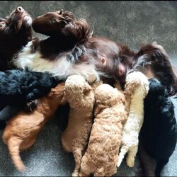 Adopt a dog:beautiful cockapoos/Cockapoo/Female/Sex: Mixed Litter,Here we have a beautiful litter of 9 cockapoos. Mom is a lovely pet we have had since 8 weeks old. And dad is a minature red poodle we used as a stud. Both parents have been health tested and are clear of everything.