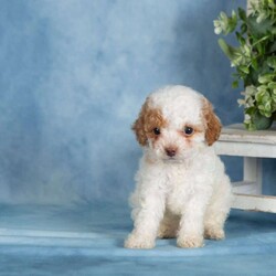 Peanut/Miniature Poodle									Puppy/Female	/April 30th, 2026,These precious Mini Poodle puppies are searching for their forever families! With their soft, beautiful coats and cheerful personalities, these little ones are full of love and ready to bring joy to their new homes. Raised in a family environment and given plenty of attention from day one, they are well socialized and comfortable with everyday household activity.