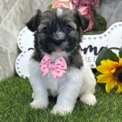 Easy/Havanese/Female/April 30, 2026
