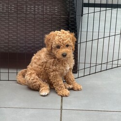 ONLY 1 LEFT - Toy Cockapoo GIRL Ready Now/Cockapoo/Female/Sex: Mixed Litter, Our beautiful Yellow girl is now the last puppy available from Frankie’s litter 