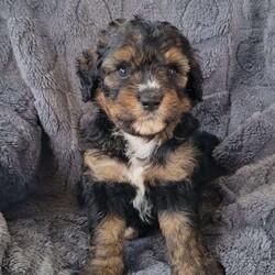 Sage/Mini Bernedoodle									Puppy/Female	/7 Weeks,Say hello to this beautiful f2 mini bernedoodle puppy,  he is expected to be between 30 n 40lbs when grown,  