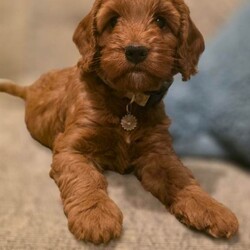 Adopt a dog:F1 COCKERPOO RED FEMALE PUPPIES/Cockapoo/Female/Sex: Female,I have two gorgeous red female Cockapoo puppies looking for their forever homes.