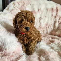 Adopt a dog:Beautiful red/black toy poodles /Toy Poodle/Female/Sex: Mixed Litter,I have 3 boys and 2 girls available for new homes  all ready to go now!! They will be microchipped, flea and wormed. Mum is a very affectionate and loving pet which she can be seen with puppies. All puppies have been raised around the usual household noises and we'll socialised. Pm for information. Video call is available