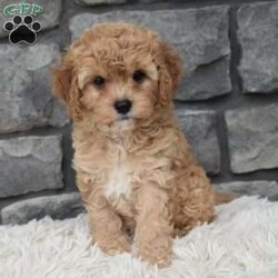 Maggie/Cavapoo									Puppy/Female	/11 Weeks,I offer a one year health guarantee. Up to date on shots and dewormings. I’m looking for a loving indoor home. Maggie is well socialized and loves attention. She is excellent with kids and other pets. Her expected adult weight is 12 to 15 pounds. Maggie loves to cuddle. She has a beautiful wavy hair coat. Shipping options are available anywhere in the US. All Sunday calls are returned on Mondays. Thanks Jon