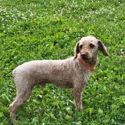 Randy/Miniature Poodle									Puppy/Male	/7 Weeks,Randy is a friendly, outgoing pup with a sweet temperament and playful personality. He was born on 05/02/2026.  His dam is Rita, an 17 lb. miniature poodle and his sire is Jasper an 13 lb. miniature poodle.
