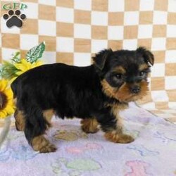 Marigold/Yorkie									Puppy/Female	/7 Weeks,Meet your new BFF, Marigold! This adorable Yorkie puppy is vet checked & up to date on shots & wormer. She can be registered with the ACA, plus comes with a health guarantee provided by the breeder! Marigold is well socialized & currently being family raised with children!