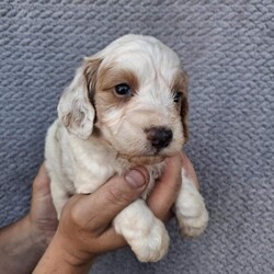 Cockapoo puppies/Cockapoo/Female/Sex: Mixed Litter,Here we have 6 adorable cockapoo puppies looking for there forever home