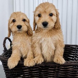 Miniature cockapoo puppies PRA Clear show type/Cockapoo/Female/Sex: Male,Hi I am now taking viewings for my beautifully litter of miniature PRA clear cockapoo puppies Mum sandy has been amazing she's a show type cocker spaniel our family pet. Dad’s also our family pet his a toy poodle who loves to play. Puppies are all up-to-date with worming and fleeing and  also microchipped. Mum and dad can both be seen when visiting puppies please feel free to give me a call to arrange a viewing or for any more information thank you. 