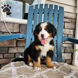Oscar/Bernese Mountain Dog									Puppy/Male	/9 Weeks,Oscar is a handsome an outgoing Bernese mountain dog!he loves to run an play with our children an is well socialized.he is AKC registered,his parents are both genetically tested an clear!he is up to date on dewormer an vaccines,he is micro chipped an vet checked an comes with a one year genetic health guarantee!call today to make him yours!