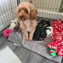 Adopt a dog:F2 cockerpoo  puppy /Cockapoo/Female/Sex: Female,We have 1 lovely little girl penny looking for her new home  she was born on the 5th April she has been brought up in the family home around children and grandchildren use to a busy household she is 11 weeks old ready to leave now