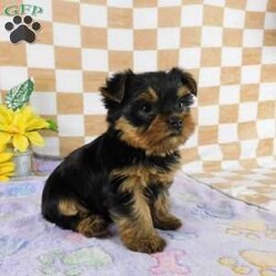 Marigold/Yorkie									Puppy/Female	/7 Weeks,Meet your new BFF, Marigold! This adorable Yorkie puppy is vet checked & up to date on shots & wormer. She can be registered with the ACA, plus comes with a health guarantee provided by the breeder! Marigold is well socialized & currently being family raised with children!