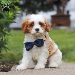 Asher/Cavapoo									Puppy/Male	/9 Weeks,Meet Asher, the epitome of charm and cuteness in the form of an Cavapoo puppy! He is a delightful blend of energy, intelligence, and affection, ready to prance into your heart and home. His expressive eyes and wagging tail convey the joy and warmth he brings to every interaction. Raised with love and care, he is the perfect fit for families and individuals alike, ready to join you with a lineage that exemplifies excellence. With a soft coat he transforms into a perfect little snuggle buddy. Thanks to his poodle heritage he is intelligent and quickly picks up on new thing this makes him easy to train and adaptable in various situations. 