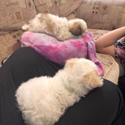 Adopt a dog:Malshi puppies /Malshi/Female/Sex: Mixed Litter,Puppies looking for a new home, they have 8 weeks old, they have first vaccine, flea and worms treatment