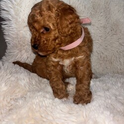 Toy poodles puppies for sale/Toy Poodle/Female/Sex: Female,Here we have a beautiful letter of four toy poodle puppies what our girl Sandy brought into this world the 11th of May 2026 puppies are all healthy and well they are friendly kind loving cuddle very playful and willing to know they have such soft smooth coats they get handled daily by my children and me 