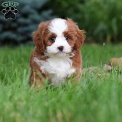 Maverick/Cavapoo									Puppy/Male	/8 Weeks,Meet Maverick! He’s full of energy, curiosity, and unconditional love, always ready to explore, chase toys, and discover something new. When the day winds down, he’s happiest curled up close, soaking in every cuddle with his sweet, gentle nature. His petite size makes him even more special, offering the perfect blend of affection, fun, and charm. He’ll make a wonderful companion for families, singles, or anyone looking for a loyal little friend.