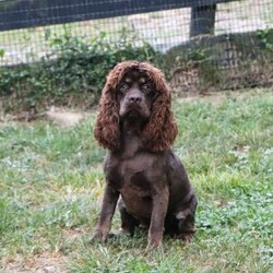 Atlas/Cockapoo									Puppy/Male	/7 Weeks,Hi, my name is Hudson, and I’m an adorable Cockapoo puppy with a big heart and an even bigger personality! I’m looking for a loving forever family to share all of life’s special moments with. With my soft, wavy coat, bright eyes, and playful spirit, I’m sure to bring endless happiness, laughter, and companionship wherever I go. I love meeting new people and have been raised with plenty of love and attention, helping me develop a friendly and affectionate personality. Whether I’m chasing a favorite toy, exploring the yard, learning new things, or curling up beside you for a cozy nap, I’m happiest when I’m spending time with my family.