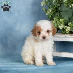 Peanut/Miniature Poodle									Puppy/Female	/April 30th, 2026,These precious Mini Poodle puppies are searching for their forever families! With their soft, beautiful coats and cheerful personalities, these little ones are full of love and ready to bring joy to their new homes. Raised in a family environment and given plenty of attention from day one, they are well socialized and comfortable with everyday household activity.