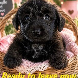 Miniature poodle X terrier miniature poodle x/Miniature Poodle/Female/Sex: Mixed Litter,We are delighted that our KC Registered miniature poodle and scoodle (Scottish terrier x poodle) have had a healthy litter of 3 girls and 1 boy puppies, they were born 24/4 and and ready to leave 19/06, they will all be micro chipped, heath tested by vet, flead and wormed before leaving. Both mum and dad can be seen, mum has a five generation family tree with highlighted champions and dad has had full DNA test with no health concerns. Both parents have great temperament towards our children. we are a house hold with 3 under tens and a cat so the puppies will be use to noise and lots of cuddles. This ****************** hybrid breed combines the playful, loyal nature of a Scottie with the high intelligence and low-shedding coat of a Poodle. Viewing available now