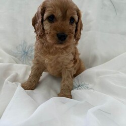 Adopt a dog:Cavapoo F1/Cavapoo/Female/Sex: Mixed Litter,Proud to present these four bundles of joy F1 cavapoos. The mam is a cavalier king charles and the dad is a toy poodle. They are ready for their forever homes on the 5th of July. The pups will come microchiped, health tested and would of had their first vaccinations. They will come with a bag of food they have been weened on and a comfort blanket for their new journeys. These have been raised around my 5 daughters so are outstanding with children and are used to everyday noises in a household. Viewings are more than welcome. A £200 non refundable deposit will reserve your pup . Thanks for taking the time to look.