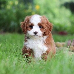 Maverick/Cavapoo									Puppy/Male	/8 Weeks,Meet Maverick! He’s full of energy, curiosity, and unconditional love, always ready to explore, chase toys, and discover something new. When the day winds down, he’s happiest curled up close, soaking in every cuddle with his sweet, gentle nature. His petite size makes him even more special, offering the perfect blend of affection, fun, and charm. He’ll make a wonderful companion for families, singles, or anyone looking for a loyal little friend.