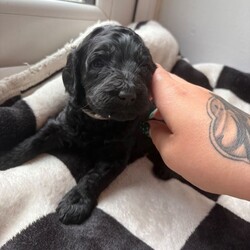 Adopt a dog:(2 black girls left £850 ready to leave) Double doodles for sale /Double Doodle/Female/Sex: Mixed Litter,Zaya gave birth to her beautiful litter on 5th April! She’s a proud mum of 7 gorgeous pups. 4 girls, 3 boys!