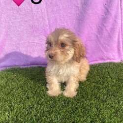 Adopt a dog:Minature cockerpoo 6 left/Cockapoo/Female/Sex: Mixed Litter,Our beautiful Lola has had 8 stunning puppies. Dad is a Minature poodle. They are used to house noise and children and would create the perfect pet. Each puppy comes with a starter pack. They have been wormed deflead microchipped and also have had a vet check and there first ja