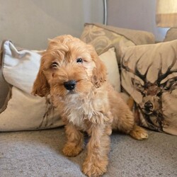 Adopt a dog:beautiful cockapoos/Cockapoo/Female/Sex: Mixed Litter,Here we have a beautiful litter of 9 cockapoos. Mom is a lovely pet we have had since 8 weeks old. And dad is a minature red poodle we used as a stud. Both parents have been health tested and are clear of everything.