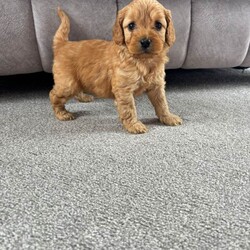 Adopt a dog:3 gorgeous cockapoo puppies /Yorkiepoo/Female/Sex: Mixed Litter,Here I have 5 gorgeous Cockapoo puppies, 1 boy and 4 girls. Born on the 4th of May. Mum and dad are both family pets, dad belongs to a family friend. Puppies are all very loving and playful, good with other pets and children.