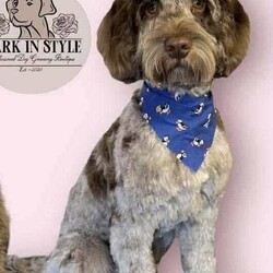 Adopt a dog:F2 cockerpoo  puppy /Cockapoo/Female/Sex: Female,We have 1 lovely little girl penny looking for her new home  she was born on the 5th April she has been brought up in the family home around children and grandchildren use to a busy household she is 11 weeks old ready to leave now