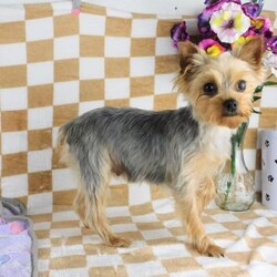 Marigold/Yorkie									Puppy/Female	/7 Weeks,Meet your new BFF, Marigold! This adorable Yorkie puppy is vet checked & up to date on shots & wormer. She can be registered with the ACA, plus comes with a health guarantee provided by the breeder! Marigold is well socialized & currently being family raised with children!