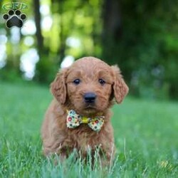 Theo/Goldendoodle									Puppy/Male	/8 Weeks,Meet Theo, an adorable F1 Standard Goldendoodle with a sweet personality and a playful spirit! He loves exploring, playing with his siblings, and soaking up all the attention he can get. He has a soft, fluffy coat, expressive eyes, and a friendly nature that makes him a joy to be around. Whether he’s romping around the yard or curling up for a nap, he’s sure to bring lots of happiness and companionship to his future family.