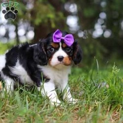 Ember/Cavalier King Charles Spaniel									Puppy/Female	/8 Weeks,Hi, my name is Ember! I’m an adorable AKC Registered Cavalier King Charles Spaniel with a sweet, loving personality and a heart full of affection. I love spending my days playing with toys, exploring new things, and soaking up all the attention I can get. Whether I’m romping around during playtime or snuggled up beside my favorite people, I’m happiest when I’m sharing love and making memories.