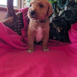 Stunning Red Australian labradoodle puppies/Australian Labradoodle/Female/Sex: Mixed Litter,We are thrilled to announce a gorgeous litter of 6 puppies from our lovely Annie and the well known bandit, Raised right in the heart of our busy home, these pups are being brought up with endless love, socialization, and the best possible start in life.