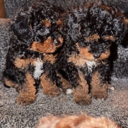 Adopt a dog:F2B Cavapoo puppies /Cavapoo/Female/Sex: Male,My gorgeous, Tinkerbell on the 27th  of March, gave birth to 4 healthy babies! 1 girl and 3 boy