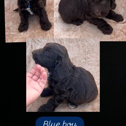 Kobiten terriers/Cocker Spaniel/Female/Sex: Mixed Litter,Lovely kobiten terriers puppies for sale 4 boys 4 girls lovey temperament mum can be seen on day of viewing all been recent wormed up to date and microchipped to a loving and caring home only.