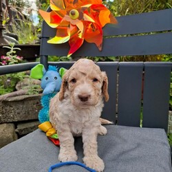 Beautiful Cockapoo Puppies For Sale /Cockapoo/Female/Sex: Mixed Litter,Beautiful cockapoo puppies for sale 3 Boys and 3 Girls Available They have fantastic personality's and are used to children and family life. Mum is a chocolate cockapoo, and can be seen, as she is our very loved family pet. Farther is a kc registered Apricot miniature poodle. The puppies are 4 weeks old and are ready to leave and find there forever homes at 8 weeks old on the 10th July 2026 They are microchipped, and fully up to date with worming. and have been health checked by the vet. Deposit can secure.