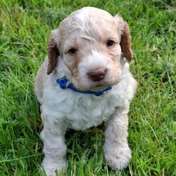 Beautiful Cockapoo Puppies For Sale /Cockapoo/Female/Sex: Mixed Litter,Beautiful cockapoo puppies for sale 3 Boys and 3 Girls Available They have fantastic personality's and are used to children and family life. Mum is a chocolate cockapoo, and can be seen, as she is our very loved family pet. Farther is a kc registered Apricot miniature poodle. The puppies are 4 weeks old and are ready to leave and find there forever homes at 8 weeks old on the 10th July 2026 They are microchipped, and fully up to date with worming. and have been health checked by the vet. Deposit can secure.