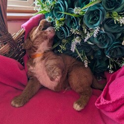 Stunning Red Australian labradoodle puppies/Australian Labradoodle/Female/Sex: Mixed Litter,We are thrilled to announce a gorgeous litter of 6 puppies from our lovely Annie and the well known bandit, Raised right in the heart of our busy home, these pups are being brought up with endless love, socialization, and the best possible start in life.
