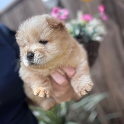 Adopt a dog:Chow chow/Chow Chow/Female/Sex: Mixed Litter,Ready to leave now eight week old Chow Chow puppies four boys and one girl beautiful puppies true to their breed with a blue tongue