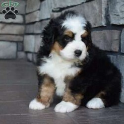 Jax/Mini Bernedoodle									Puppy/Male	/7 Weeks,Jax is a handsome big boy. He will be a loving , loyal addition to your family.  