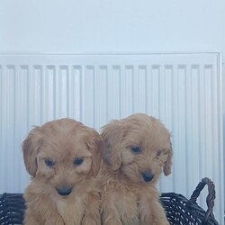 Miniature cockapoo puppies PRA Clear show type/Cockapoo/Female/Sex: Male,Hi I am now taking viewings for my beautifully litter of miniature PRA clear cockapoo puppies Mum sandy has been amazing she's a show type cocker spaniel our family pet. Dad’s also our family pet his a toy poodle who loves to play. Puppies are all up-to-date with worming and fleeing and  also microchipped. Mum and dad can both be seen when visiting puppies please feel free to give me a call to arrange a viewing or for any more information thank you. 