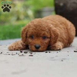 Tucker/Cavapoo									Puppy/Male	/11 Weeks,Meet Tucker, a F1B cavapoo! He’s full of energy, curiosity, and unconditional love, always ready to explore, chase toys, and discover something new. When the day winds down, he’s happiest curled up close, soaking in every cuddle with his sweet, gentle nature. His petite size makes him even more special, offering the perfect blend of affection, fun, and charm. He’ll make a wonderful companion for families, singles, or anyone looking for a loyal little friend.