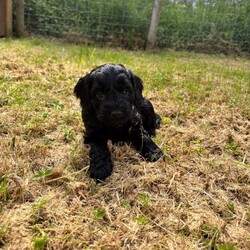 F1 cockapoo puppies /Cockapoo/Female/Sex: Male,We have a beautiful litter of F1 cockapoo puppies, looking for their new home at the start of July - just in time for the start of the school holidays!