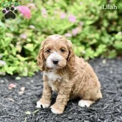 Lilah/Cockapoo									Puppy/Female	/7 Weeks,Our adorable Cockapoo puppies are looking for loving forever homes! These sweet puppies are family raised and have been socialized from an early age, making them friendly, affectionate, and well-adjusted companions. They are used to being around children and enjoy playtime and attention, making them wonderful additions to families of all sizes.
